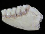 Oligocene Ruminant (Leptomeryx) Jaw Section #60977-2